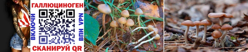 продажа наркотиков  Благовещенск  Галлюциногенные грибы Cubensis 